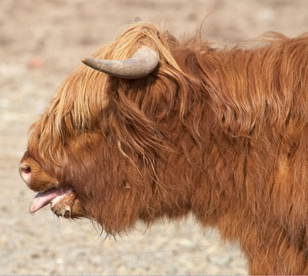 Balamory -- Exhausted by Ross
It was a warm afternoon and this young Highland heifer was just moved up to the field near the house.  Ross, the older bull, ran her all around the field --- and she was panting at the end of the unsuccessful courtship ritual.
Klíčová slova: Animal Animals Bovine Cow Cows Balamory Heifer Highland Hot Land Mammal Land Mammals Panting Terrestrial Mammal Terrestrial Mammals Tongue