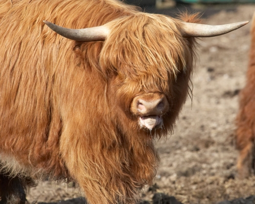 I'm Hot!
This Highland heifer (Balamory) was so hot --- after Ross chased her around the field --- that she was panting.
Keywords: Animal Animals Bovine Cow Cows Balamory Highland Hot Land Mammal Land Mammals Panting Terrestrial Mammal Terrestrial Mammals Tongue