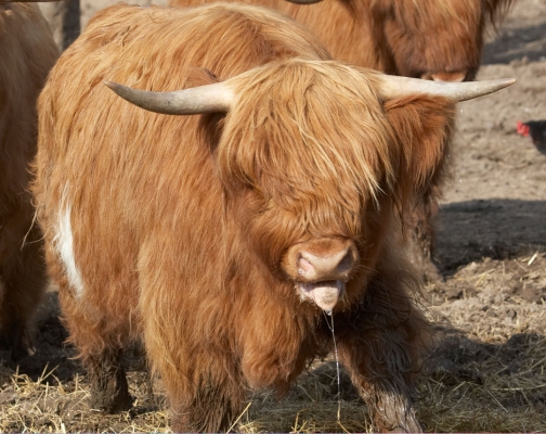 Balamory Panting in the Heat
Schlüsselwörter: Animal Animals Bovine Cow Balamory Cows Heat Highland Land Mammal Land Mammals Panting Terrestrial Mammal Terrestrial Mammals Tongue