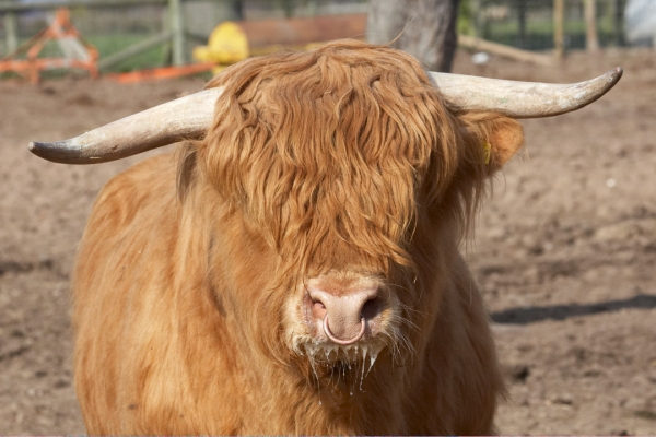 Ross the Bull
Ross was quite pleased with himself, having chased the heifer around the field for half an hour.
Ključne besede: Animal Animals Bovine Cow Cows Highland Horns Land Mammal Land Mammals Ross Terrestrial Mammal Terrestrial Mammals
