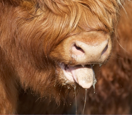 Panting Highland Cow
I've never seen Highland cattle pant before.  There was plenty of water in the two troughs, but they decided to pant instead.
Palabras clave: Animal Animals Bovine Cow Cows Balamory Highland Hot Land Mammal Land Mammals Panting Terrestrial Mammal Terrestrial Mammals Tongue