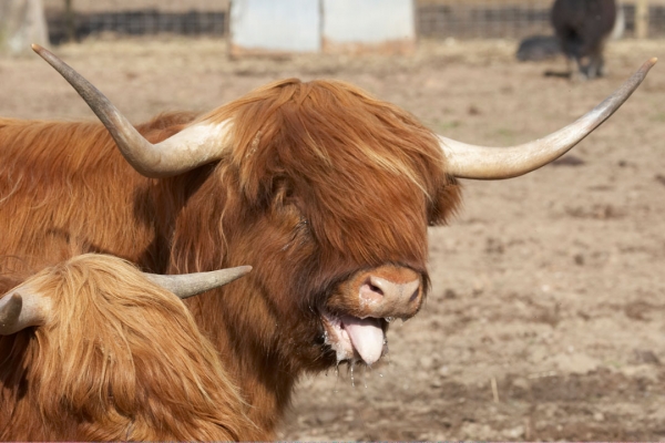 Panting Highland Steer - Hamish
Ključne besede: Animal Animals Bovine Cow Cows Highland Hamish Horns Hot Land Mammal Land Mammals Panting Terrestrial Mammal Terrestrial Mammals Tongue