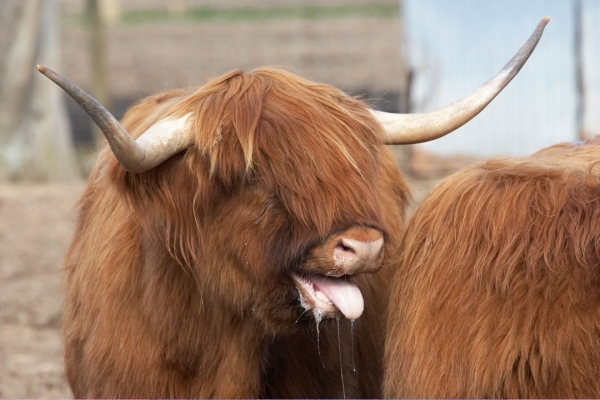 Panting Highland Steer
It was hot, and Hamish ran all around the new field.
Palabras clave: Animal Animals Bovine Cow Cows Highland Hamish Horns Hot Land Mammal Land Mammals Panting Terrestrial Mammal Terrestrial Mammals Tongue