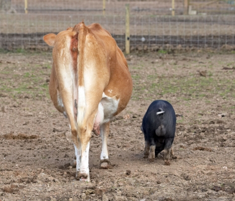 Belinda and Joseph On A Walk
Belinda, the Guernsey cow, and Joseph, the Berkshire piglet, off on a walk together.  They act like mother-and-son.
Ключові слова: Animal Husbandry Belinda Berkshire Pig Black Hog Cattle Cow Cows Guernsey Husbandry Kurobuta Livestock Livestock Farming Lucies Farm Pig Pigs