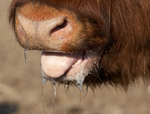 Panting Highland Cow
Anahtar kelimeler: Animal Animals Bovine Cow Cows Drool Highland Hamish Hot Land Mammal Land Mammals Panting Terrestrial Mammal Terrestrial Mammals Tongue