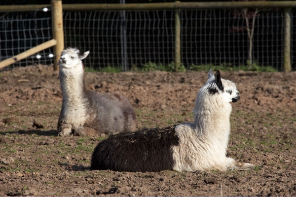 Relaxing Alpacas
Keywords: Alpaca Alpacas Animal Husbandry Husbandry Livestock Livestock Farming Lucies Farm