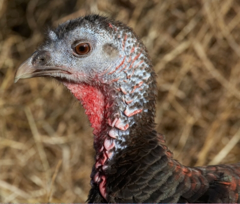 Bronze Turkey Watching Me
Our last Bronze Turkey, living out retirement.
Ključne besede: Animal Animals Avian Bird Birds Bronze Turkey Eye Fowl Fowls Turkey Turkeys