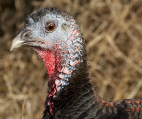 Bronze Turkey Keeping An Eye On Me
Ključne besede: Animal Animals Avian Bird Birds Bronze Turkey Eye Fowl Fowls Turkey Turkeys