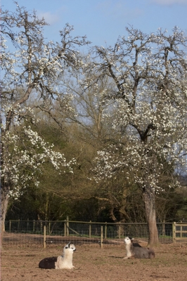 The Alpacas in Maggot's Croft
Maggot's Croft (great name) was once a pear orchard.  There are a few old pear trees left --- the produce inedible pears.  Out two alpacas beneath the pear tree blossoms of spring.
Palabras clave: Alpaca Alpacas Animal Husbandry Husbandry Livestock Livestock Farming Maggot's Croft Orchard Pear blossom Pear tree