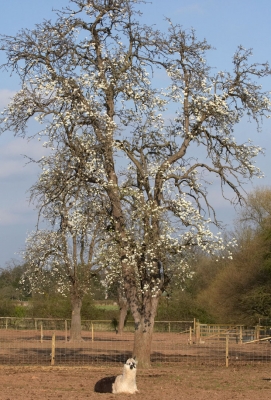 Alpaca Beneath A Pear Tree
The pear tree is in blossom on a warm spring day.  At one time the pears grown in this orchard (only a few trees remain) were then made into cider in the old Cider Mill at the base of our driveway.
Keywords: Alpaca Alpacas Animal Husbandry Cider Mill Husbandry Livestock Livestock Farming Lucies Farm Maggot's Croft Orchard Pear blossoms Pear tree