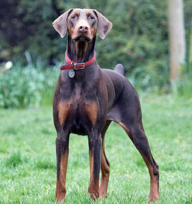 Wot's going on over there??
Keywords: Animal Animals Canine Canines Doberman Dobermans Dog Dogs Jess Land Mammal Land Mammals Pinscher Play Playing playtime Terrestrial Mammal Terrestrial Mammals Toby