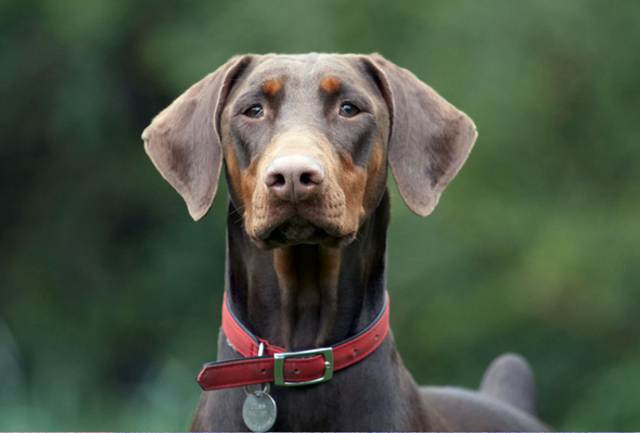 Jus' keeping my eye on things
Keywords: Animal Animals Canine Canines Doberman Dobermans Dog Dogs Jess Land Mammal Land Mammals Pinscher Play Playing playtime Terrestrial Mammal Terrestrial Mammals Toby