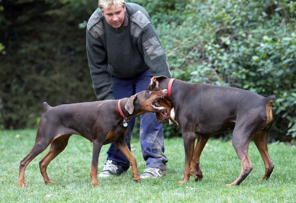 I wanna play too
Palabras clave: Animal Animals Ben Canine Canines Doberman Dobermans Dog Dogs Jess Land Mammal Land Mammals Pinscher Play Playing Playtime stick Terrestrial Mammal Terrestrial Mammals Toby Tug-o-war