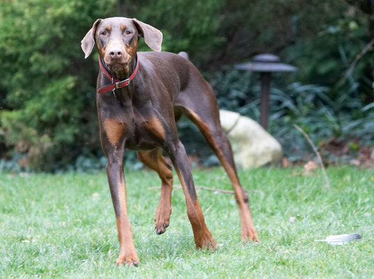 OK, here I come .................
Palabras clave: Animal Animals Canine Canines Doberman Dobermans Dog Dogs Jess Land Mammal Land Mammals Pinscher Play Playing playtime Terrestrial Mammal Terrestrial Mammals Toby