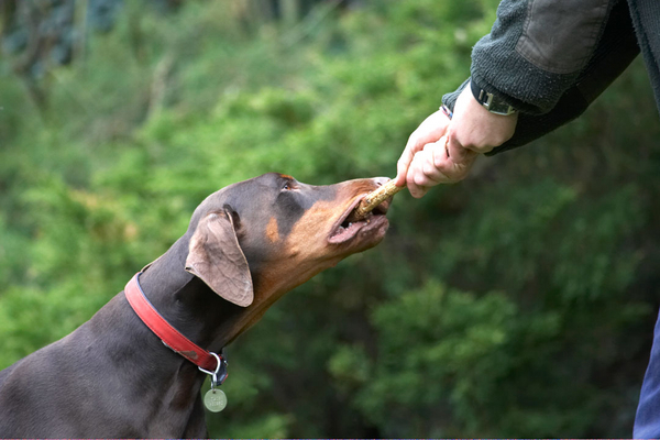 Let gooooooooooo
Palabras clave: Animal Animals Canine Canines Doberman Dobermans Dog Dogs Jess Land Mammal Land Mammals Pinscher Play Playing Playtime stick Terrestrial Mammal Terrestrial Mammals Toby Tug-o-war