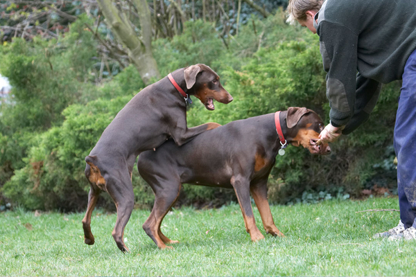 I wanna piece of the action
Keywords: Animal Animals Ben Canine Canines Doberman Dobermans Dog Dogs Jess Land Mammal Land Mammals Pinscher Play Playing Playtime stick Terrestrial Mammal Terrestrial Mammals Toby Tug-o-war