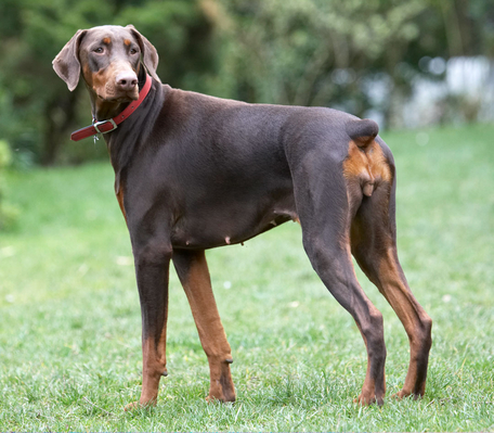 Now, what's happenin'??
Keywords: Animal Animals Canine Canines Doberman Dobermans Dog Dogs Jess Land Mammal Land Mammals Pinscher Play Playing playtime Terrestrial Mammal Terrestrial Mammals Toby