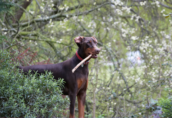 Is it safe to come out?
Ключові слова: Animal Animals Canine Canines Doberman Dobermans Dog Dogs Jess Land Mammal Land Mammals Pinscher Play Playing playtime Terrestrial Mammal Terrestrial Mammals Toby
