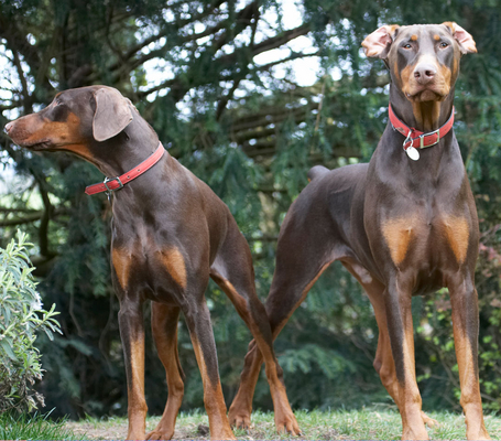 Yes, we've had words
Ключові слова: Animal Animals Canine Canines Doberman Dobermans Dog Dogs Jess Land Mammal Land Mammals Pinscher Play Playing playtime Terrestrial Mammal Terrestrial Mammals Toby