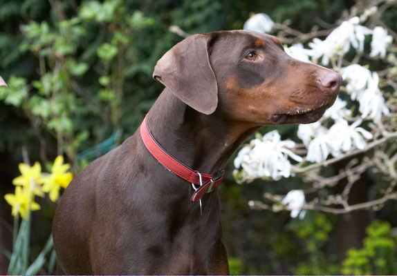 Aha, what's that ..........
Λέξεις-κλειδιά: Animal Animals Canine Canines Doberman Dobermans Dog Dogs Jess Land Mammal Land Mammals Pinscher Play Playing playtime Terrestrial Mammal Terrestrial Mammals Toby
