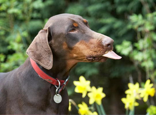 Put it there .........
Schlüsselwörter: Animal Animals Butter Canine Canines Doberman Dobermans Dog Dogs Jess Land Mammal Land Mammals Peanut Pinscher Play Playing Playtime Terrestrial Mammal Terrestrial Mammals Toby tongue