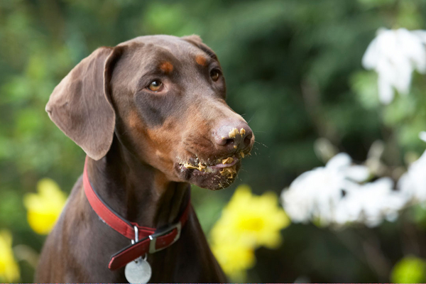 .......... yesssssssssss
Schlüsselwörter: Animal Animals butter Canine Canines Doberman Dobermans Dog Dogs Jess Land Mammal Land Mammals Peanut Pinscher Play Playing Playtime Terrestrial Mammal Terrestrial Mammals Toby