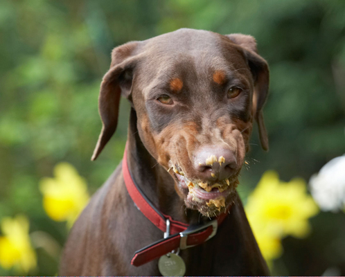 Yummmmmmmmmmmmmmm
Schlüsselwörter: Animal Animals butter Canine Canines Doberman Dobermans Dog Dogs Jess Land Mammal Land Mammals Peanut Pinscher Play Playing Playtime Terrestrial Mammal Terrestrial Mammals Toby