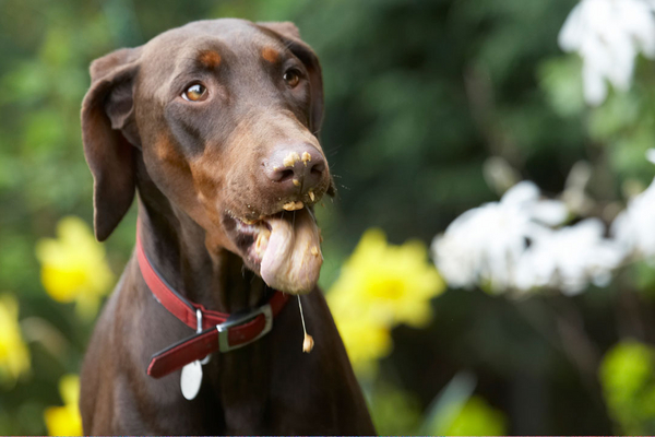 Whaddya mean, I've dropped some
Keywords: Animal Animals Butter Canine Canines Doberman Dobermans Dog Dogs Jess Land Mammal Land Mammals Peanut Pinscher Play Playing Playtime Terrestrial Mammal Terrestrial Mammals Toby tongue