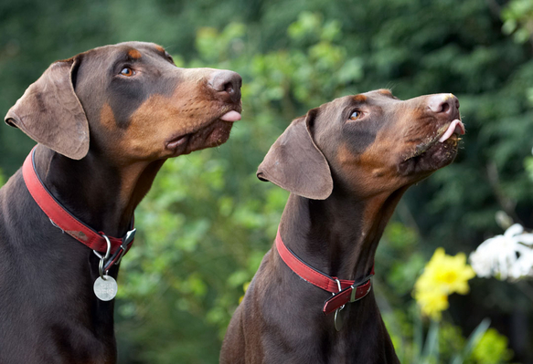 You keep that jar.................
Palabras clave: Animal Animals butter Canine Canines Doberman Dobermans Dog Dogs Jess Land Mammal Land Mammals Peanut Pinscher Play Playing Playtime Terrestrial Mammal Terrestrial Mammals Toby Tongue