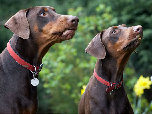 You know how to keep us quiet
Ключові слова: Animal Animals butter Canine Canines Doberman Dobermans Dog Dogs Jess Land Mammal Land Mammals Peanut Pinscher Play Playing Playtime Terrestrial Mammal Terrestrial Mammals Toby