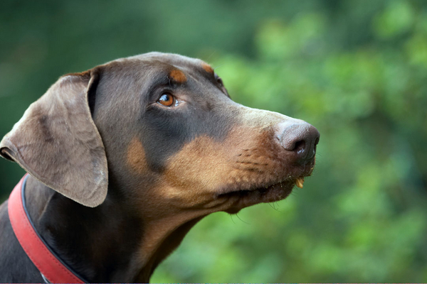 Here's hoping..........
Keywords: Animal Animals butter Canine Canines Doberman Dobermans Dog Dogs Jess Land Mammal Land Mammals Peanut Pinscher Play Playing Playtime Terrestrial Mammal Terrestrial Mammals Toby