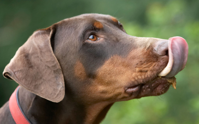 ........ success!!
Ключевые слова: Animal Animals Butter Canine Canines Doberman Dobermans Dog Dogs Jess Land Mammal Land Mammals Peanut Pinscher Play Playing Playtime Terrestrial Mammal Terrestrial Mammals Toby tongue