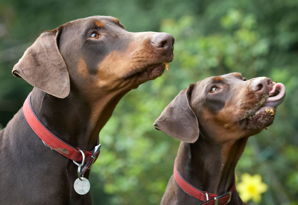 We ARE ready!!
Ključne besede: Animal Animals Butter Canine Canines Doberman Dobermans Dog Dogs Jess Land Mammal Land Mammals Peanut Pinscher Play Playing Playtime Terrestrial Mammal Terrestrial Mammals Toby tongue
