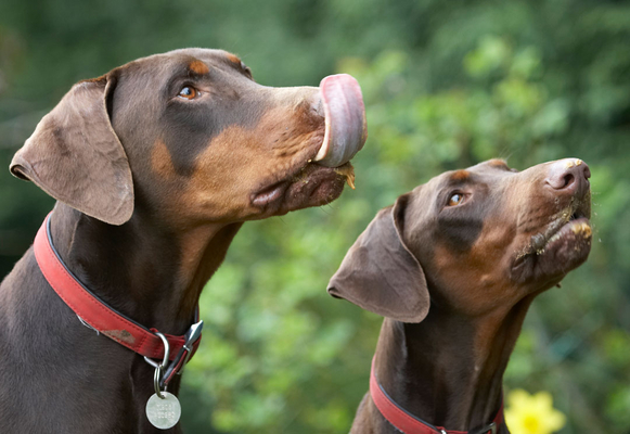 Wow, how'd I do THAT?!
Palabras clave: Animal Animals Butter Canine Canines Doberman Dobermans Dog Dogs Jess Land Mammal Land Mammals Peanut Pinscher Play Playing Playtime Terrestrial Mammal Terrestrial Mammals Toby tongue
