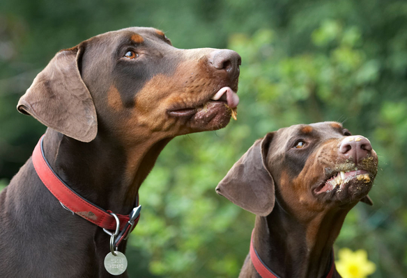 We're getting ready for more
Keywords: Animal Animals Butter Canine Canines Doberman Dobermans Dog Dogs Jess Land Mammal Land Mammals Peanut Pinscher Play Playing Playtime Terrestrial Mammal Terrestrial Mammals Toby tongue