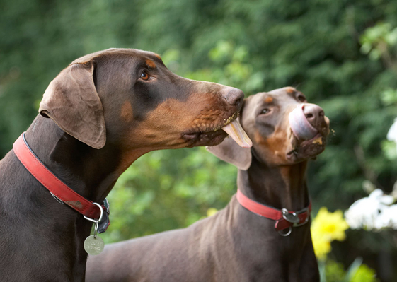 This is lip smackin' good
Palabras clave: Animal Animals Butter Canine Canines Doberman Dobermans Dog Dogs Jess Land Mammal Land Mammals Peanut Pinscher Play Playing Playtime Terrestrial Mammal Terrestrial Mammals Toby tongue