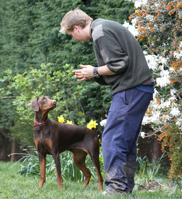 Is the party over?
Palabras clave: Animal Animals Ben butter Canine Canines Doberman Dobermans Dog Dogs Jess Land Mammal Land Mammals Peanut Pinscher Play Playing Playtime Terrestrial Mammal Terrestrial Mammals Toby