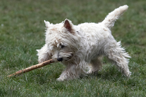 Gotta get this stick ..........
Schlüsselwörter: Animal Animals Canine Canines Dog Dogs Land Mammal Land Mammals Milly Play Playing Playtime stick Terrestrial Mammal Terrestrial Mammals Terriers West Highland Terrier