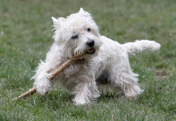............. under control
Ključne besede: Animal Animals Canine Canines Dog Dogs Land Mammal Land Mammals Milly Play Playing Playtime stick Terrestrial Mammal Terrestrial Mammals Terriers West Highland Terrier