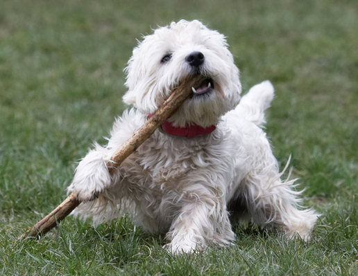 Isn't this the way to clean my teeth?!
Keywords: Animal Animals Canine Canines Dog Dogs Land Mammal Land Mammals Milly Play Playing Playtime stick Terrestrial Mammal Terrestrial Mammals Terriers West Highland Terrier