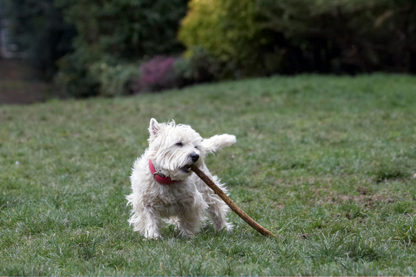 Gosh .............
Trefwoorden: Animal Animals Canine Canines Dog Dogs Land Mammal Land Mammals Milly Play Playing Playtime stick Terrestrial Mammal Terrestrial Mammals Terriers West Highland Terrier