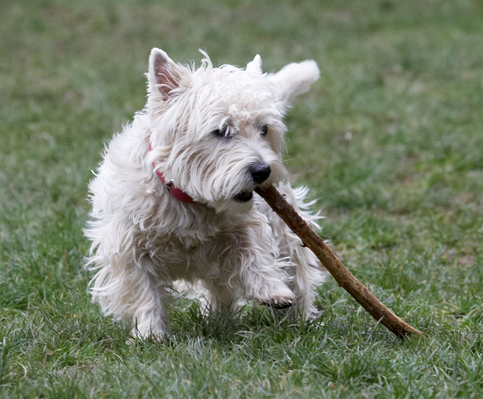 .......... a bit big for me
Palabras clave: Animal Animals Canine Canines Dog Dogs Land Mammal Land Mammals Milly Play Playing Playtime stick Terrestrial Mammal Terrestrial Mammals Terriers West Highland Terrier