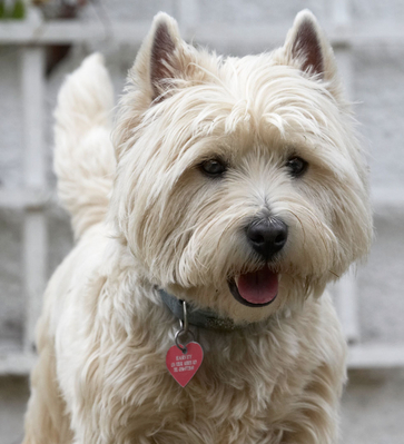 I'm just chillin' out
Schlüsselwörter: Animal Animals Canine Canines Dog Dogs Harvey Land Mammal Land Mammals Play Playing Playtime Smile smiling Terrestrial Mammal Terrestrial Mammals Terriers Tongue West Highland Terrier
