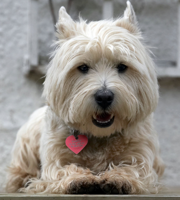 I'm jus' gonna take things easy
Ključne besede: Animal Animals Canine Canines Dog Dogs Harvey Land Mammal Land Mammals Play Playing Playtime Rest resting Smile Smiling Terrestrial Mammal Terrestrial Mammals Terriers West Highland Terrier