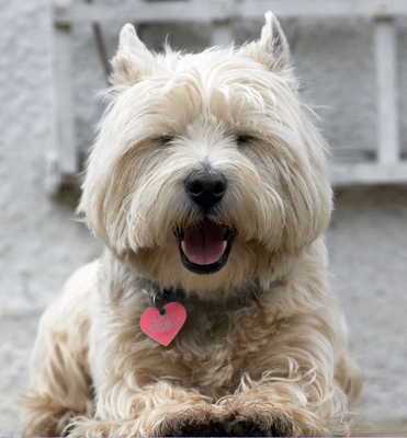Yaaaaaaaaaaaaawn
Schlüsselwörter: Animal Animals Canine Canines Dog Dogs Harvey Land Mammal Land Mammals Play Playing Playtime Terrestrial Mammal Terrestrial Mammals Terriers West Highland Terrier Yawn Yawning