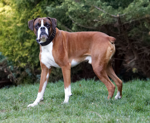 WOT???
Schlüsselwörter: Animal Animals Boxer Boxers Canine Canines Dave Dog Dogs Land Mammal Land Mammals Play Playing Playtime Terrestrial Mammal Terrestrial Mammals