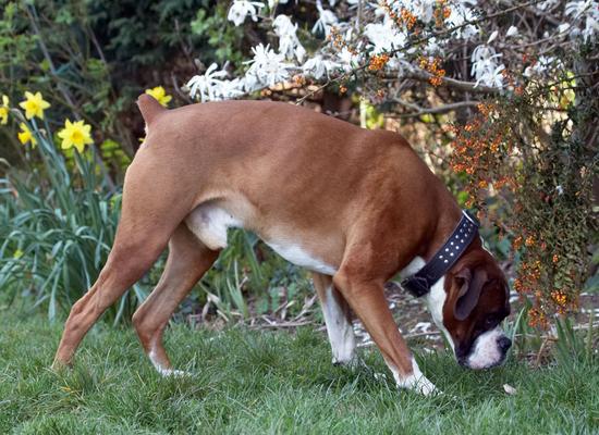 Wot's that?!
Keywords: Animal Animals Boxer Boxers Canine Canines Daffodils Dave Dog Dogs flora Flower Flowers Land Mammal Land Mammals Play Playing Playtime Sniff Sniffing Terrestrial Mammal Terrestrial Mammals