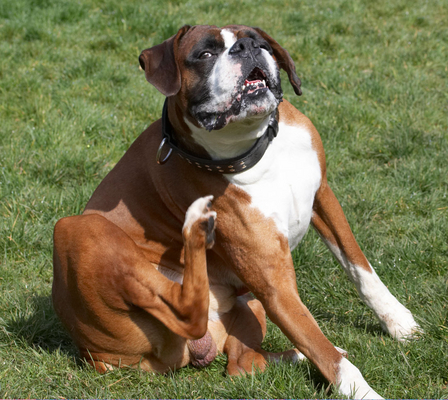 Oooh, oooh .............
Keywords: Animal Animals Boxer Boxers Canine Canines Dave Dog Dogs Land Mammal Land Mammals Play Playing Playtime Scratch scratching Terrestrial Mammal Terrestrial Mammals