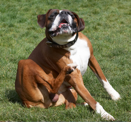.......... I just gotta scratch ...........
Keywords: Animal Animals Boxer Boxers Canine Canines Dave Dog Dogs Land Mammal Land Mammals Play Playing Playtime Scratch scratching Terrestrial Mammal Terrestrial Mammals