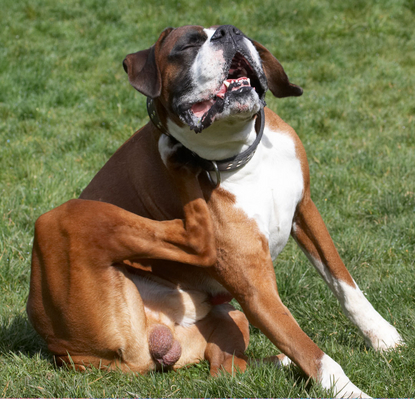 .......... right there!
Keywords: Animal Animals Boxer Boxers Canine Canines Dave Dog Dogs Land Mammal Land Mammals Play Playing Playtime Scratch scratching Terrestrial Mammal Terrestrial Mammals